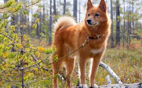 Finnish Spitz Dog Breed Information And Images K9 Research Lab