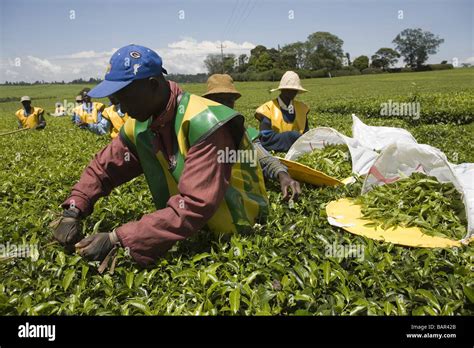 Tea Plantation Kericho Kenya Stock Photo 23865027 Alamy