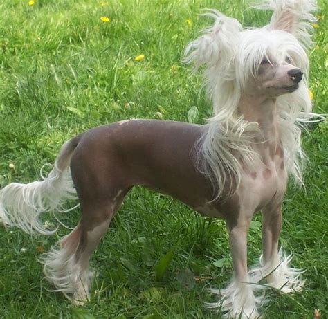 Cute Chinese Crested Dog Little Loves