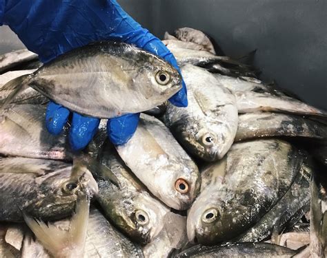 It has dha content that is helpful in the. Butterfish | Locals Seafood