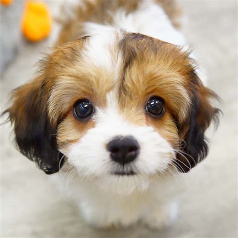 You can check their available puppies online or visit them at berryville, clarke county by appointment. Cavachon - Forever Love Puppies