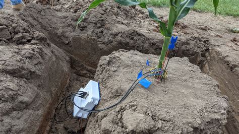 New Technology Sees Underground To Assess Crop Roots Berkeley Lab