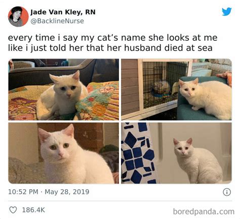 This Online Group Is Sharing The Best Cat Posts Jokes And Memes 50