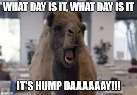 Hump Day Camel Imgflip