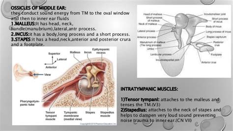 Anatomy And Physiology Of Ear Nose Throat And Newer Investigation