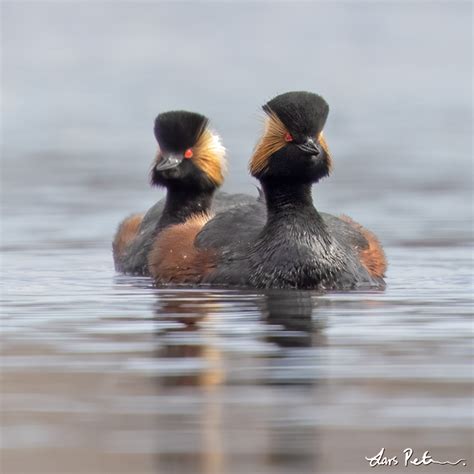 Black Necked Grebe Loons Divers And Grebes Swedish Birds