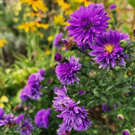 Small shrubs, especially evergreen ones, can be closely planted to form ground cover. Aster is a perennial with small violet flowers with yellow centres from late spring into summer ...