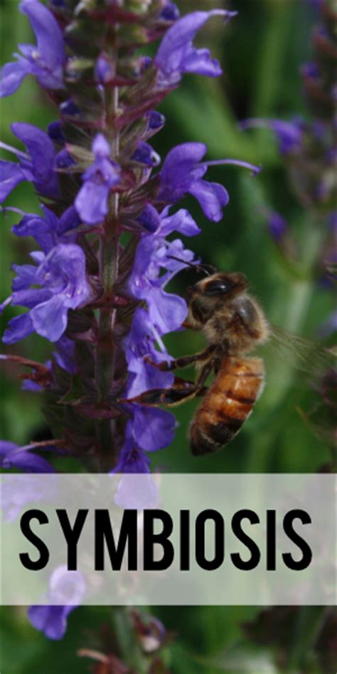 Once landed, a bee then uses nectar quality 69 and pollen taste 71 to determine whether to continue visiting similar flowers. Symbiosis - Relationships of Flowers and Bees | Blissfully ...