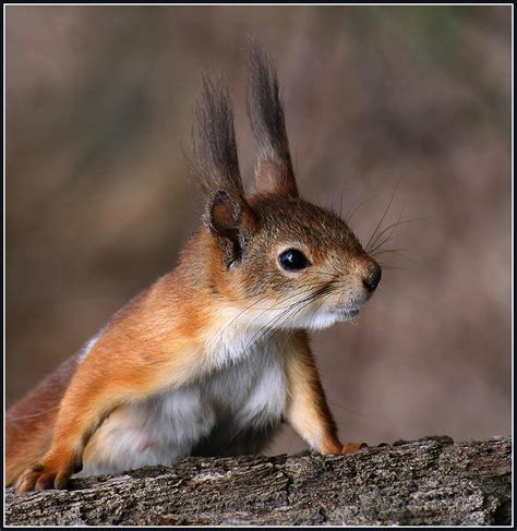 From french, or from latin vigilantia, from vigilare 'keep awake', from vigil (see vigil). Vigilance | Animals photos