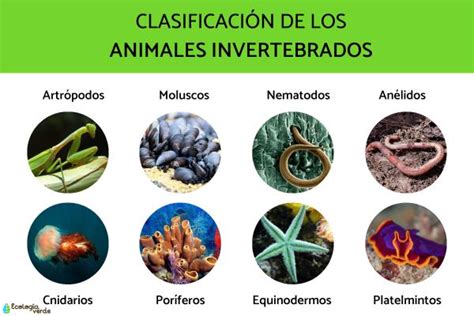 35 Animales Invertebrados Ejemplos Y Características Con Fotos