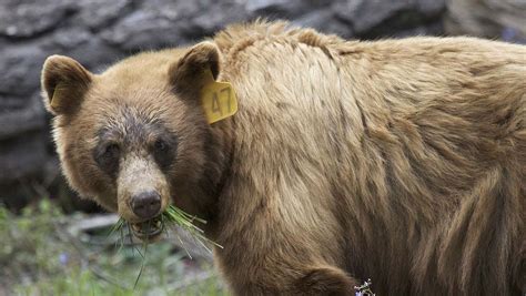 4 Bears Hit By Cars 2 Killed In Yosemite National Park