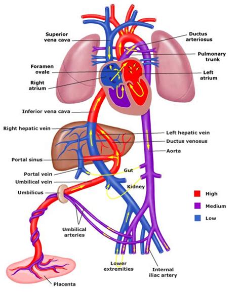 This is a free printable worksheet in pdf format and holds a printable version of the quiz arteries diagram. Peds Exam 1 review - Nursing Peds with Crook at King ...