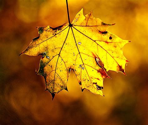 Beautiful And Colorful Autumn Leaves Photography