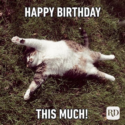 58 Funny Happy Birthday Meme With Cats