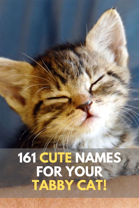 Gray Tabby Cat Names Angla Barrera