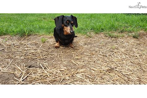 She is ready to greet her. Virginia : Dachshund, Mini puppy for sale near Chicago, Illinois. | 2c66f8e4-63d1