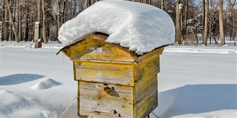 3 Fascinating Facts How Honey Bees Survive Winter