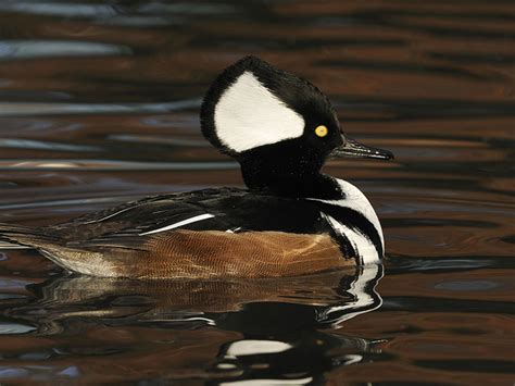 Hooded Merganser Hunting Waterfowlers Challenge