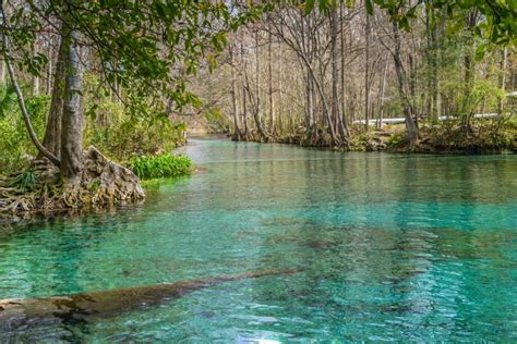 17 Best Natural Springs In Florida You Must Visit Florida Trippers