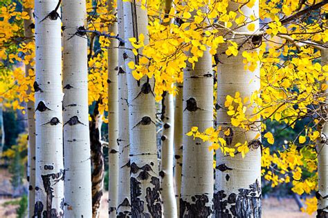 Aspen Tree Stock Photos Pictures And Royalty Free Images Istock
