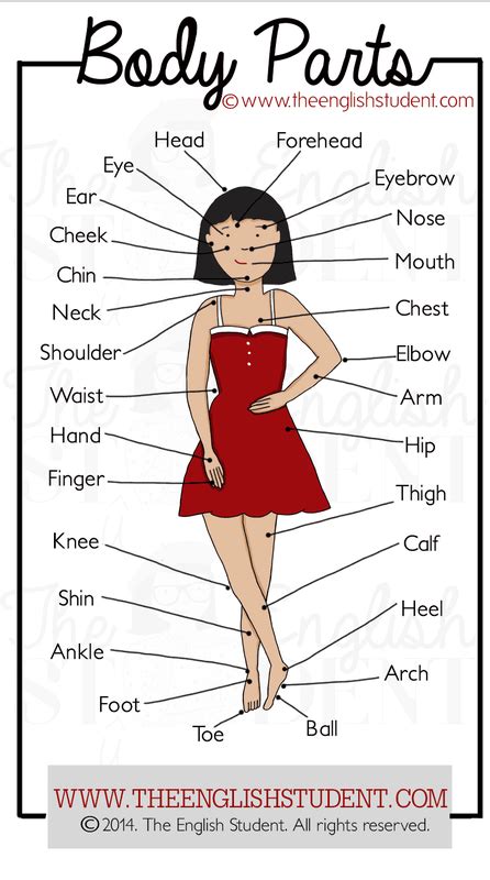This useful list will help you expand your english vocabulary words. Learn the names of body parts! Save it on your phone and ...