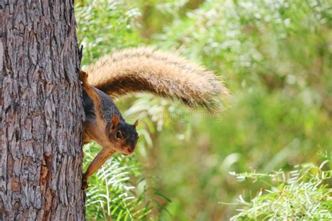 Gray Squirrel Climbing Tree Stock Image Image Of Nature Fauna 91426261