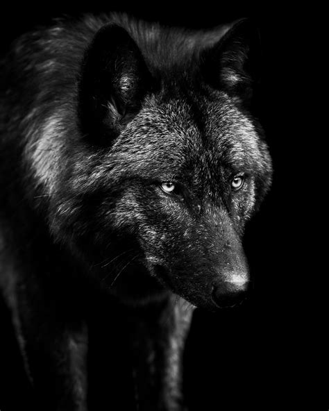 Alpha Black Wolf Pack Nagellack Suchti