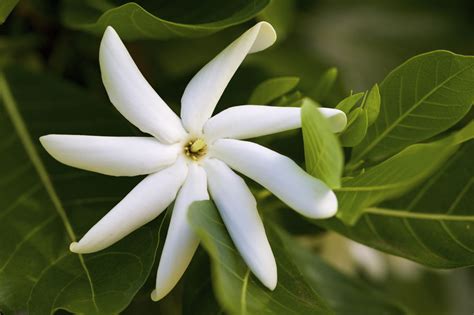 List of white flowers with pictures. An Astounding List of Hawaiian Flowers With Names And Pictures