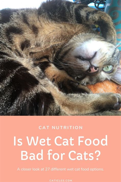 Wellness complete health canned kitten food is one of the best canned best wet and canned cat food for kittens. Is Wet Cat Food Bad for Cats? A Closer Look at 27 ...