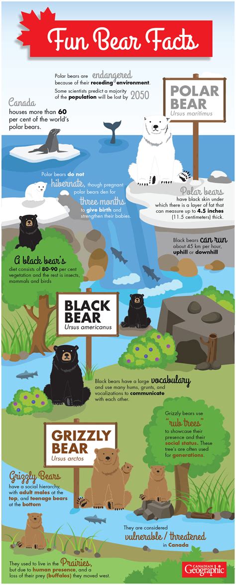 Infographic Fun Facts About Canadas Bear Species Canadian Geographic