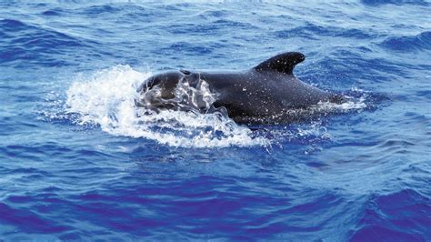 Go Whale Watching Off Puerto De Santiago Falcon Now Tui