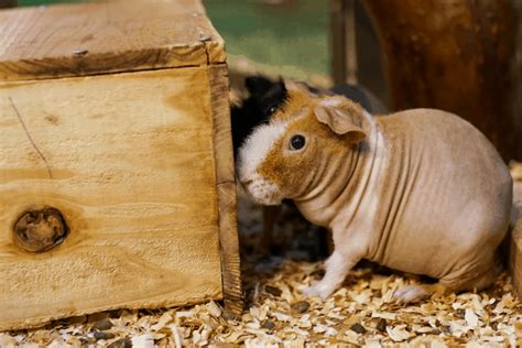 11 Guinea Pig Breeds In Singapore Personalities And Care Tips