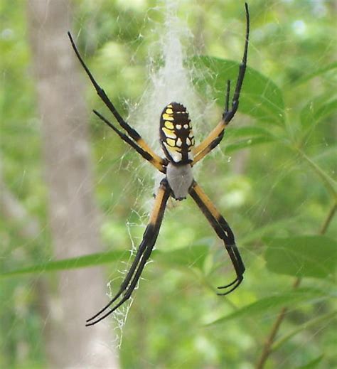 If any spider will induce arachnophobia. Golden orb weaver - Argiope aurantia - BugGuide.Net