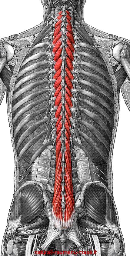 The muscular system is made up of specialized cells called muscle fibers. multifidus | resistthesloth