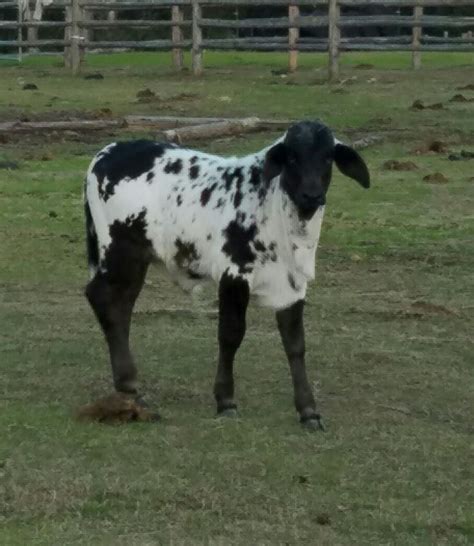 Johnny Merle Sardo Negro Brahma Bull Calf At The Vhr Ranch In Paige Tx