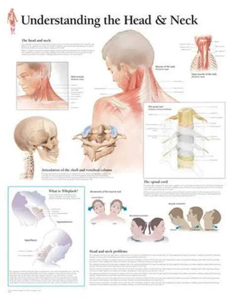 Understanding The Head And Neck Wall Chart By Scientific Publishing