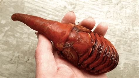 The adults feed on fresh and rotting fruit. Alien-Like Creature Discovered in Japan - Amazing, Extreme ...