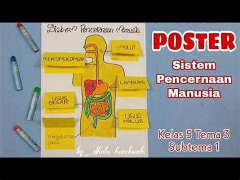 Cara Membuat Poster Sistem Pencernaan Manusia Dan Fungsinya Sbdp Kelas Tema Subtema