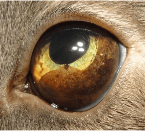 Iris Melanoma In Cats Prognosis Cat Meme Stock Pictures And Photos
