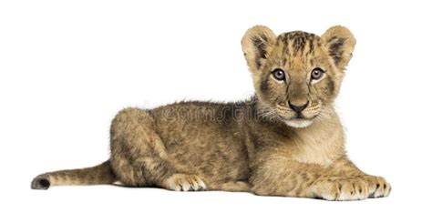 240 Side View Lion Cub Stock Photos Free And Royalty Free Stock Photos