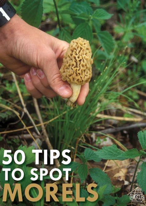 50 Tips To Spot Morels Off The Grid Edible Wild Mushrooms Stuffed
