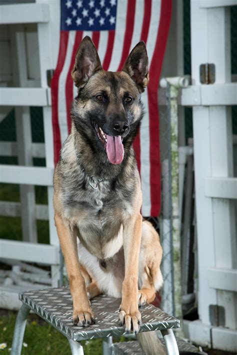 Hd Wallpaper German Shepherd Dog Military Canine Portrait Working