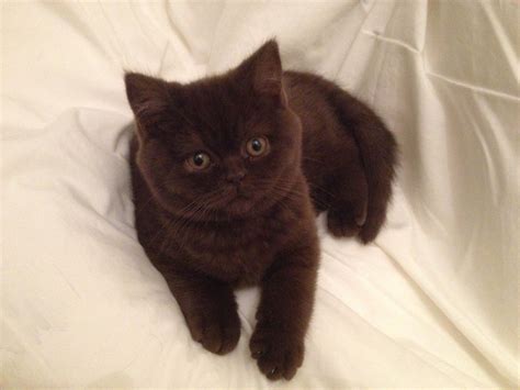 ©hermione British Shorthair Chocolate British Shorthair Kitten Cute
