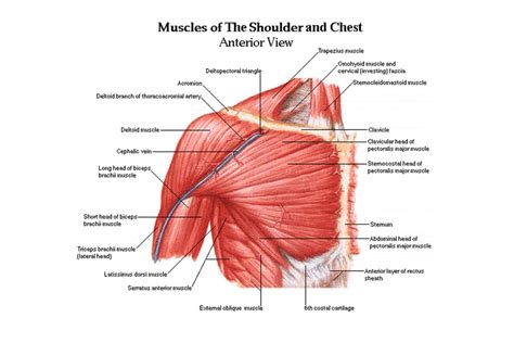 Muscles diagram front and back below you'll find several different muscles diagrams. 10 Best Shoulder Exercises for Men | Man of Many