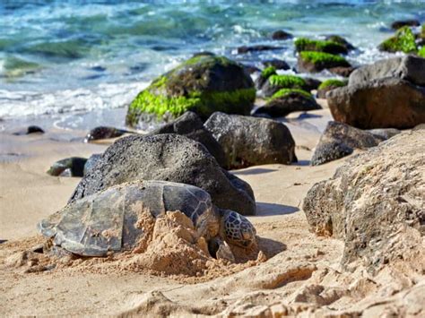 Places To See Turtles On Oahu