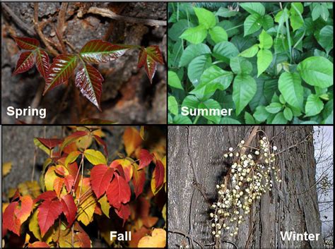 Do You Know Your Poison Ivy Greenough Harbour Community