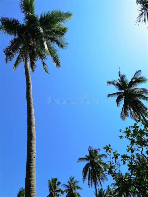 Coconut Niyog From Quezon Province Philippines Stock Photo Image Of