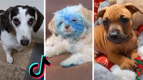 Tik Tok Doggos That Will Make You Laugh Cutest Puppies Funny Dogs