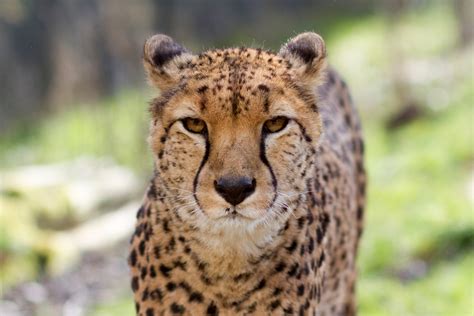 Cheeta De Wildste Weetjes Over Deze Roofkat Wild Van Freek