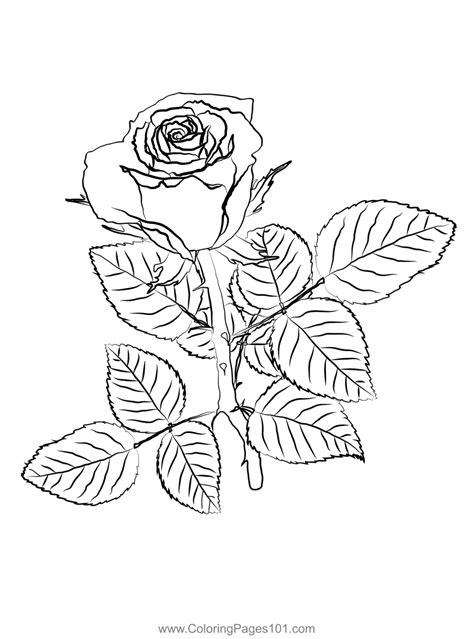 Red Rose Coloring Page For Kids Free Rose Printable Coloring Pages